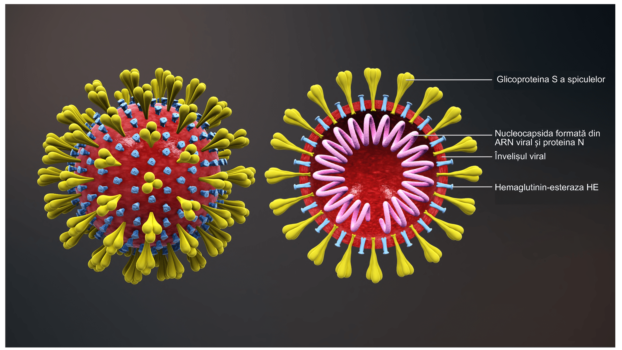 Dein Immunsystem Aufbauen