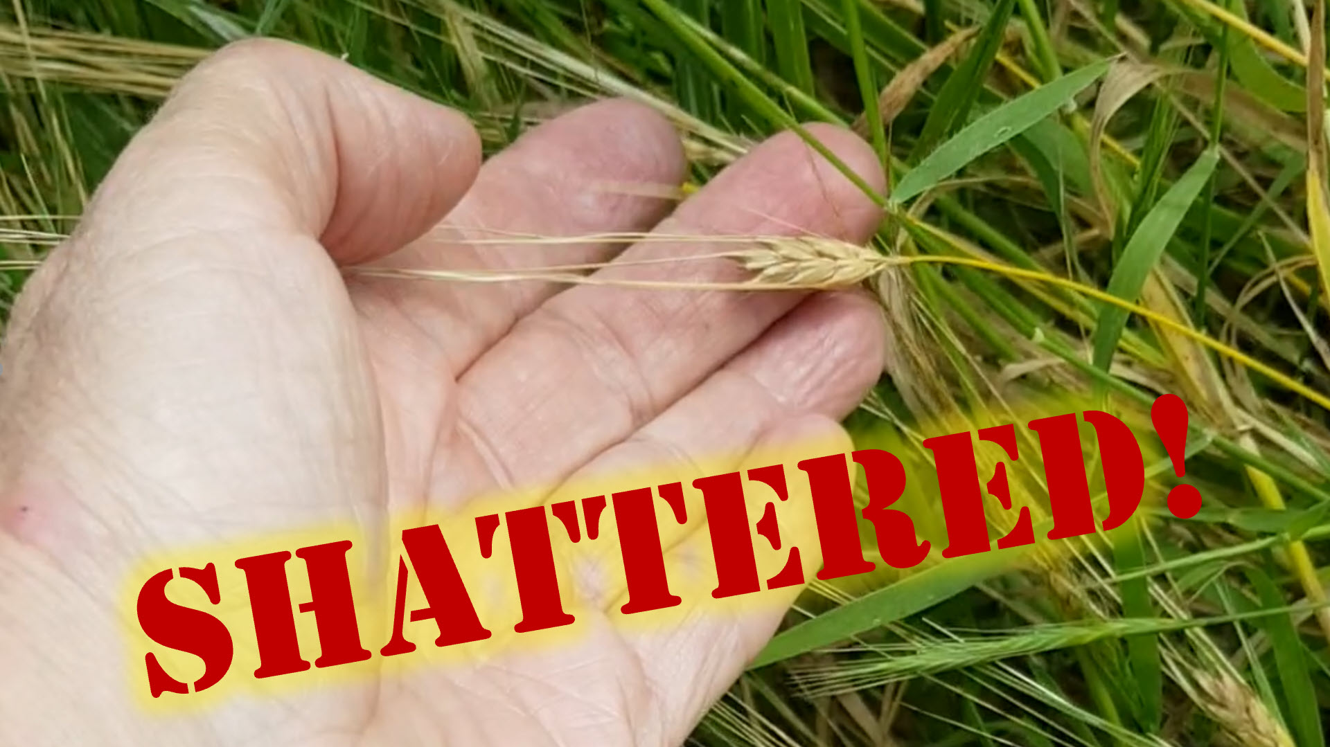 Becca Biderman: SHATTERED Barley in Migdala